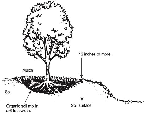 Woody Landscape Plants Management Alabama Cooperative Extension System