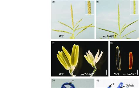 Phenotypic Comparison Of The Wild Type Wt And Ms Mutant A And