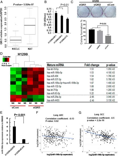 MiR 196b 5pmediated Downregulation Of TSPAN12 And GATA6 Promotes Tumor