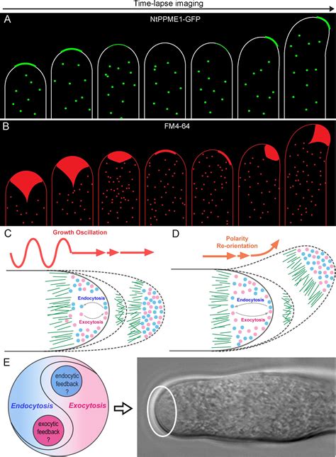 Frontiers Exocytosis And Endocytosis Yin Yang Crosstalk For