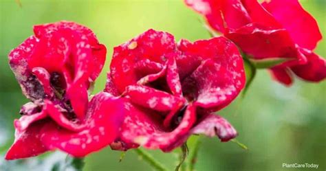 How To Get Rid Of Powdery Mildew On Knock Out Roses The Pro Garden