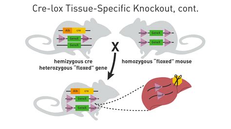 Cre Lox Breeding For Beginners Part 1 Jax Mice And Clinical Research