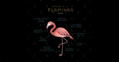 Anatomy of a Flamingo - Flamingo - T-Shirt | TeePublic