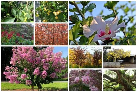 10 Best Trees in Central Florida for Landscapes & Gardens