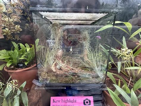 Ghost Orchid Rorchids