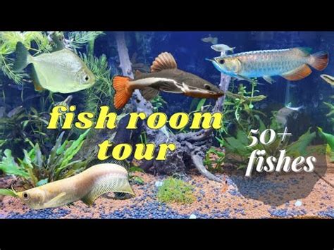 Fish Room Tour Tamil Planted Tanks Asian Arowana Redtail Catfish