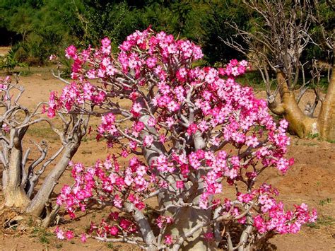 Como cultivar rosa do deserto no chão melhores técnicas