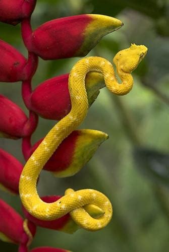 Nomes De Cobras Amarelas Mundo Ecologia