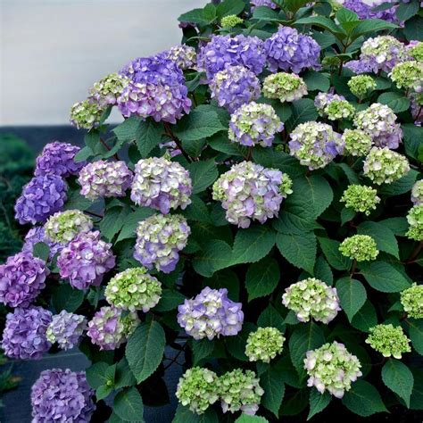 Hydrangea Macrophylla Endless Summer Bloomstruck Piihm Ii