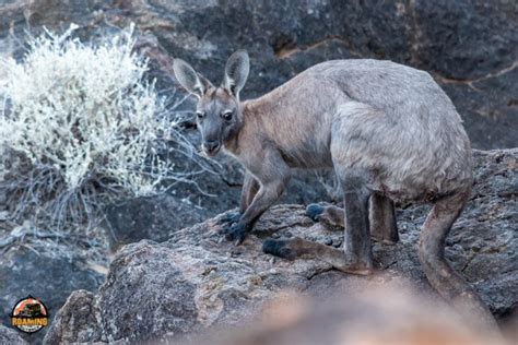 Idalia National Park - Roaming The Outback