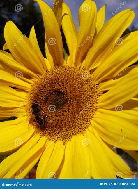 Yellow Sunflower Flower With A Bee Sitting On The Stamens Stock Photo