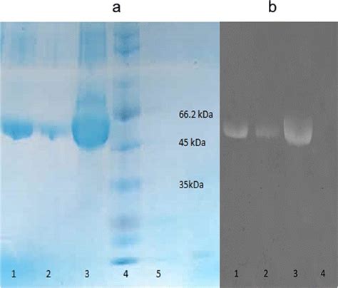 SDS Polyacrylamide Gel 10 Electrophoresis Analysis Of The Recombinant