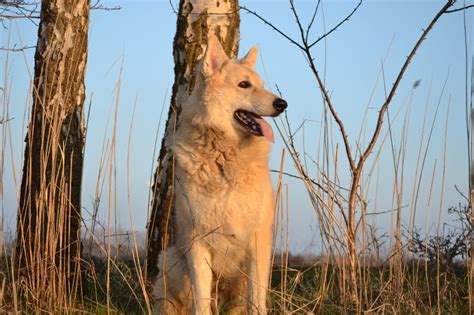 White Long Coat Dog Free Image Peakpx