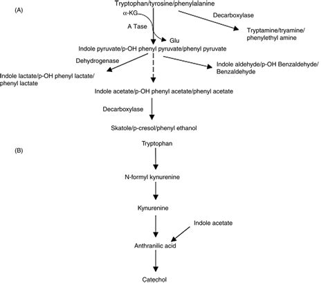 6 Aromatic amino acid degradation pathways to off-flavor end products ...