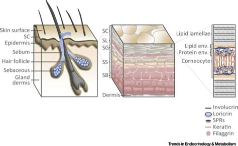 The Significance Of Epidermal Lipid Metabolism In Whole Body Physiology