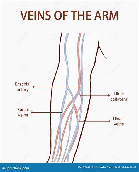 Vector Illustration of a Veins of the Arm Stock Vector - Illustration of axillary, artery: 162667358