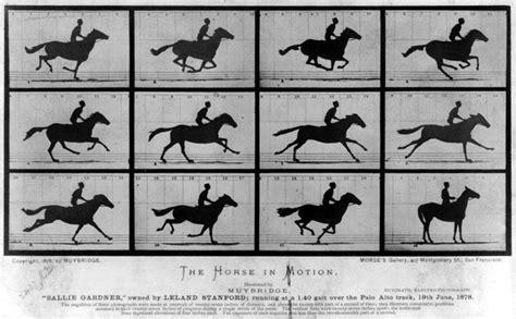 Horse gait - Alchetron, The Free Social Encyclopedia