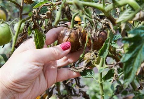 Most Disease Resistant Tomato Varieties To Fight Blight And Other Diseases