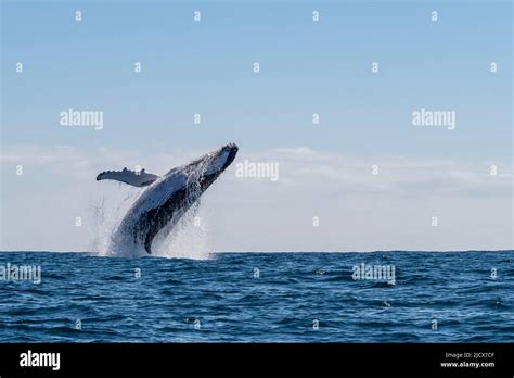 Humpback Whale Megaptera Novaeangliae Adult Breaching On Ningaloo