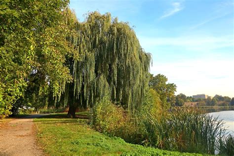 Trees Willow Weeping Free Photo On Pixabay Pixabay