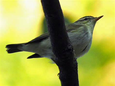 Birds Of The World Leaf Warblers Phylloscopidae