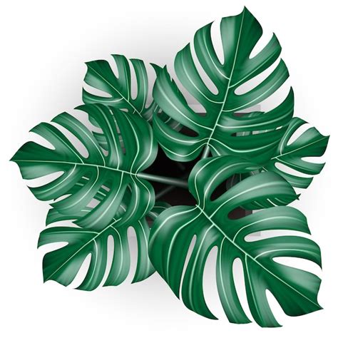 Vista Superior De Plantas Tropicales Monstera Vector Realista En Maceta