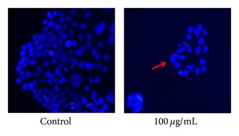 A Measurements Of Cell Proliferation Using Mtt Assay In Human Download Scientific Diagram