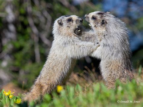 Mammals - Yosemite National Park