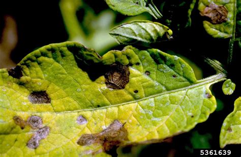 Potato Blight Diseases - Learn How To Identify Potato Blight ...