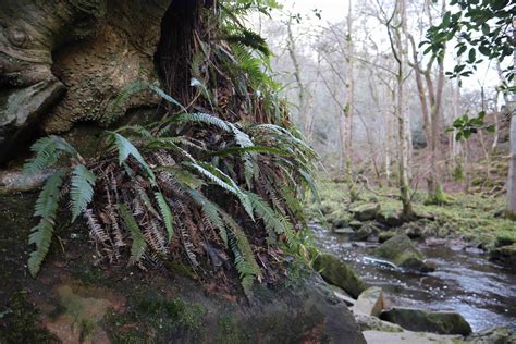 goathland waterfall visit goathland