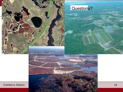 PPT Phosphorus In Cranberry Nutrient Management PowerPoint