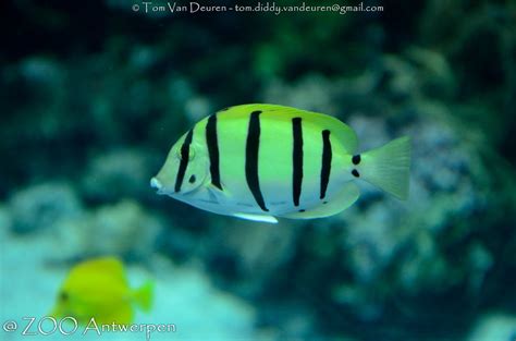 Gebande Doktersvis Acanthurus Triostegus Convict Tang Flickr