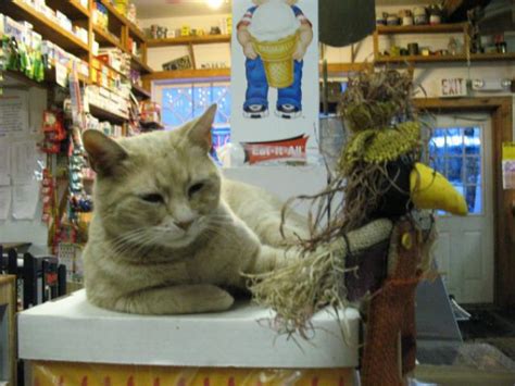 Mayor of the Town of Talkeetna (32 pics) - Izismile.com