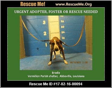 Louisiana Great Dane Rescue ― ADOPTIONS ― RescueMe.Org