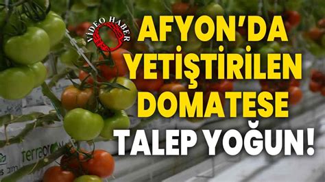 Afyonkarahisarda Yeti Tirilen Domatese Talep Yo Un Afyon Haber Odak