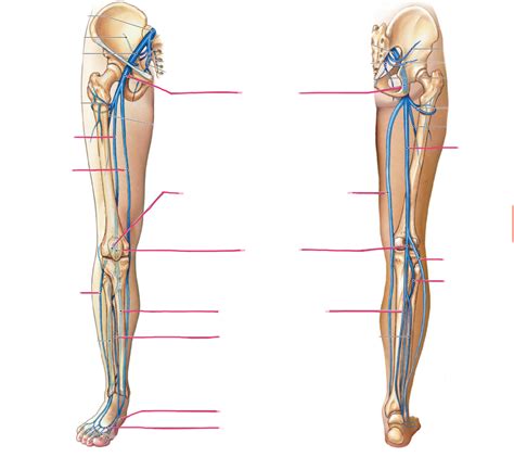 Veins Of The Lower Limb Anterior And Posterior View Diagram Quizlet