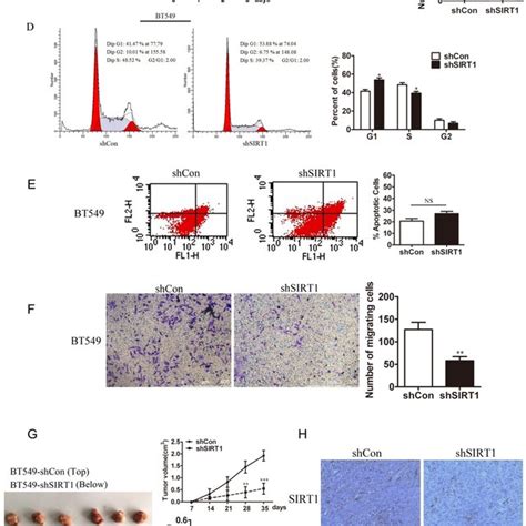 Knockdown Of Sirt Inhibits Breast Cancer Growth In Vitro And In Vivo