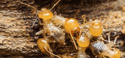 What You Need To Know About Termite Swarming Season