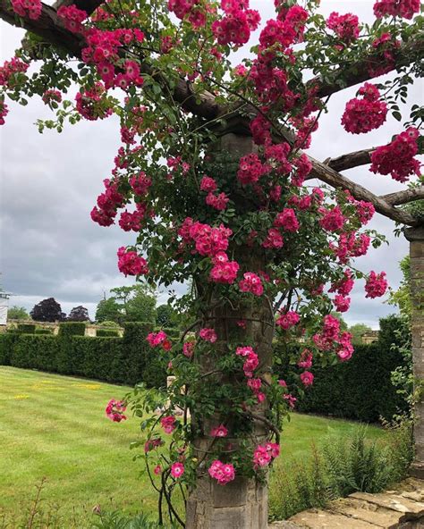 The York Garden Company On Instagram American Pillar Rose On The