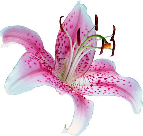 Lily PNG Transparent Picture - PNG Mart