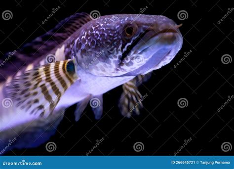 El Pez Cabeza De Serpiente Tiene Un Bonito Color En El Acuario Con