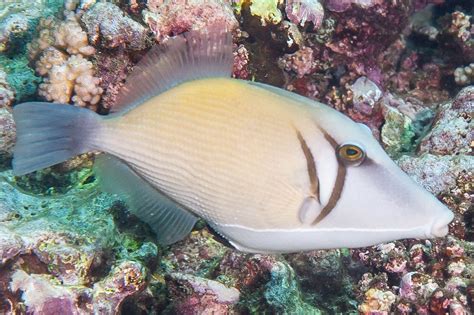 Scythe Triggerfish With Brown Markings Sufflamen Bursa In 2022 Fish