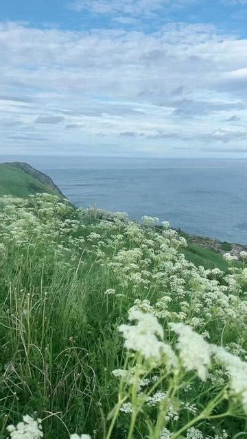 Atlantic Ocean View From Signal Hill In St Johns Newfoundland Gridbank