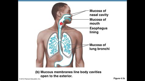 Where Are Mucous Membranes Found In The Body