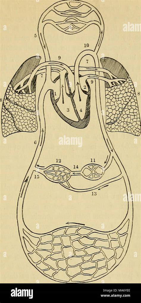 Fisiologia Elementare Fig 6i Diagramma Schematico Per Illustrare