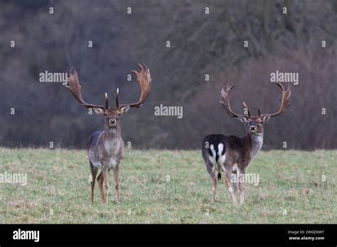 Male Fallow Deer Stag Stock Photo Alamy