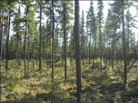 Spodosols: Soil Type in Boreal Forests