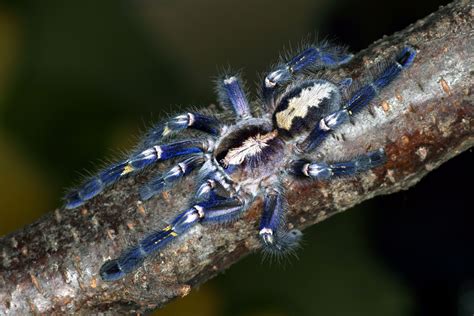 Download Animal Tarantula Wallpaper