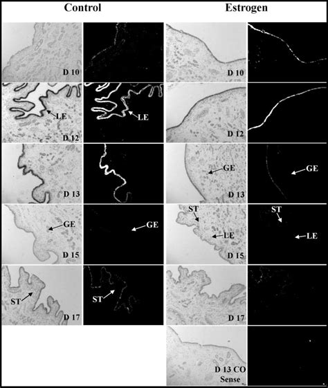 In Situ Hybridization Analysis Of Nmb Mrna Expression In Porcine