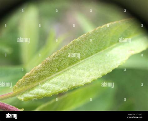 Heart Leaved Willow Salix Eriocephala Plantae Stock Photo Alamy